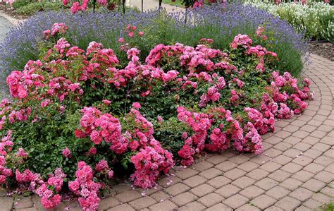 Carpet Rose Maintenance