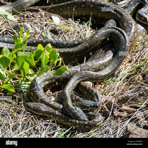 carpet snakes mating