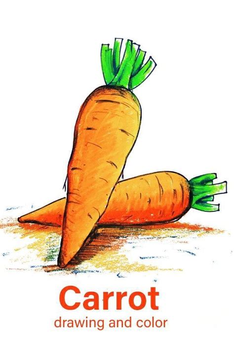 Carrot Drawing Colour