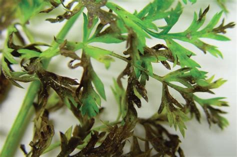 Carrot Leaf Blight