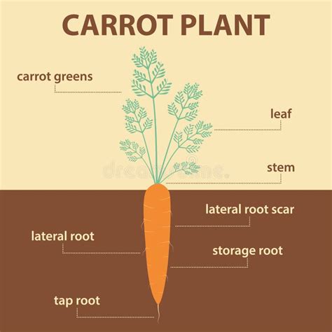 Carrot Root Description