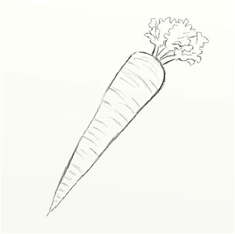 Best Free Carrot Sketch Drawing For Beginner