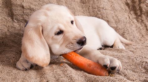 Carrots Constipation Dog