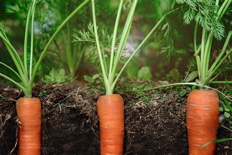 Carrots Growing