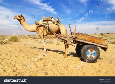 Cart And Camel