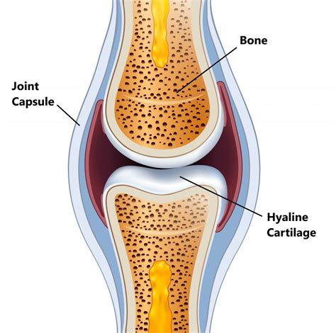 cartilage structure