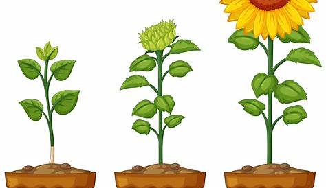 A growing green plant 419388 Download Free Vectors