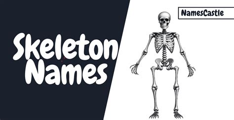 Cartoon Skeleton Names