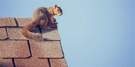 cartoon squirrel on roof