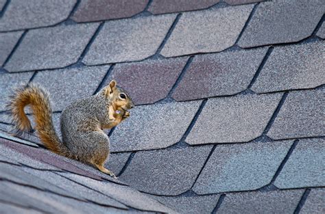 cartoon squirrel on roof