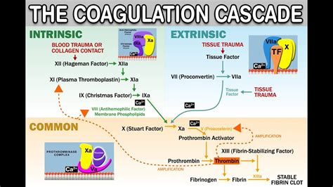 Cascade Vs Cascade Complete