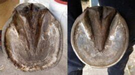 Look Casco De Un Caballo Latest