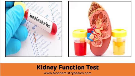 Case Study Of Kidney Function