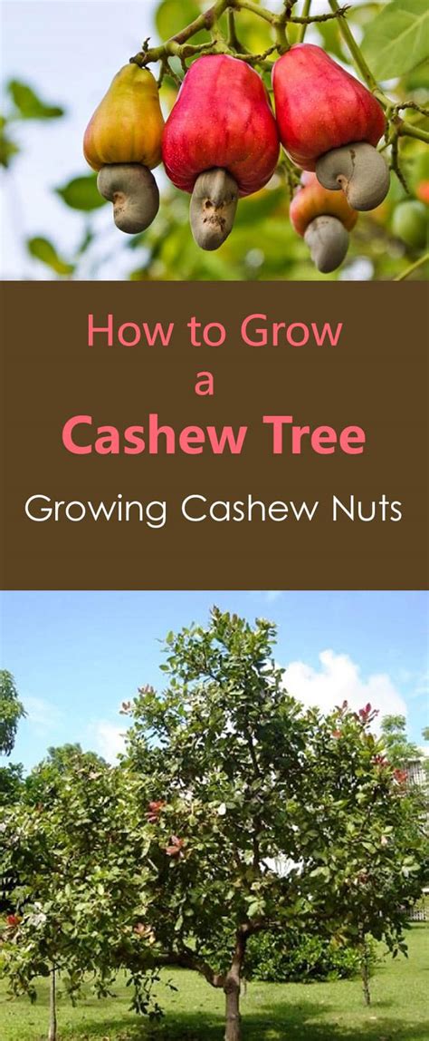 Cashews Being Grown