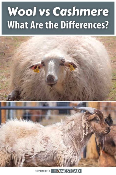 Cashmere Vs Virgin Wool