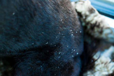 Por Que Le Sale Caspa A Los Perros Noticias del Perro