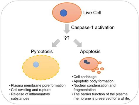 caspase-1 apoptosis