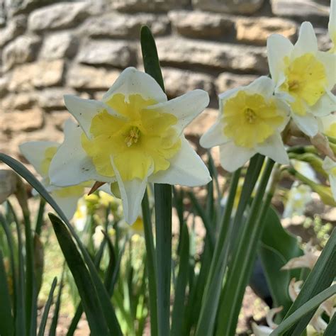 Cassata Daffodil Bloom Time
