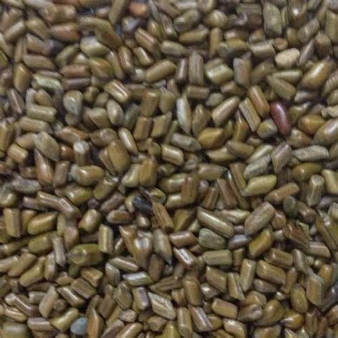 Dried Cassia Tora Seed, Rs 46 /kilogram(s) Arizone International Llp