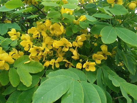 cassia fistula leaves medicinal uses