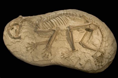 Cast Fossils And Mold Fossils
