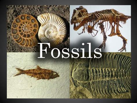 Cast Fossils Characteristics