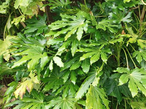 castor oil plant outdoor