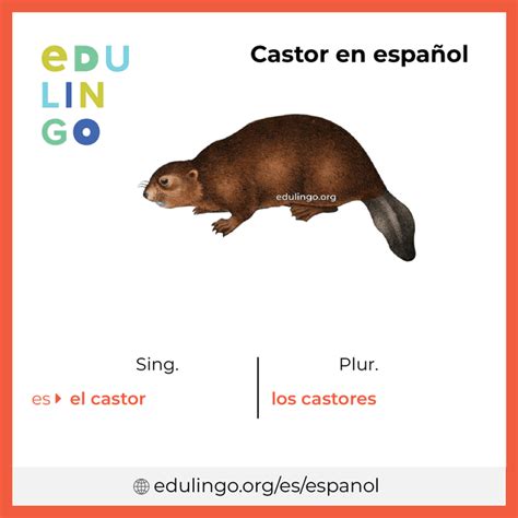 castor plural in spanish