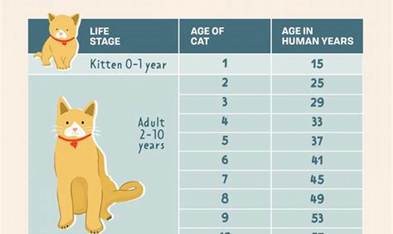 cat age to human years