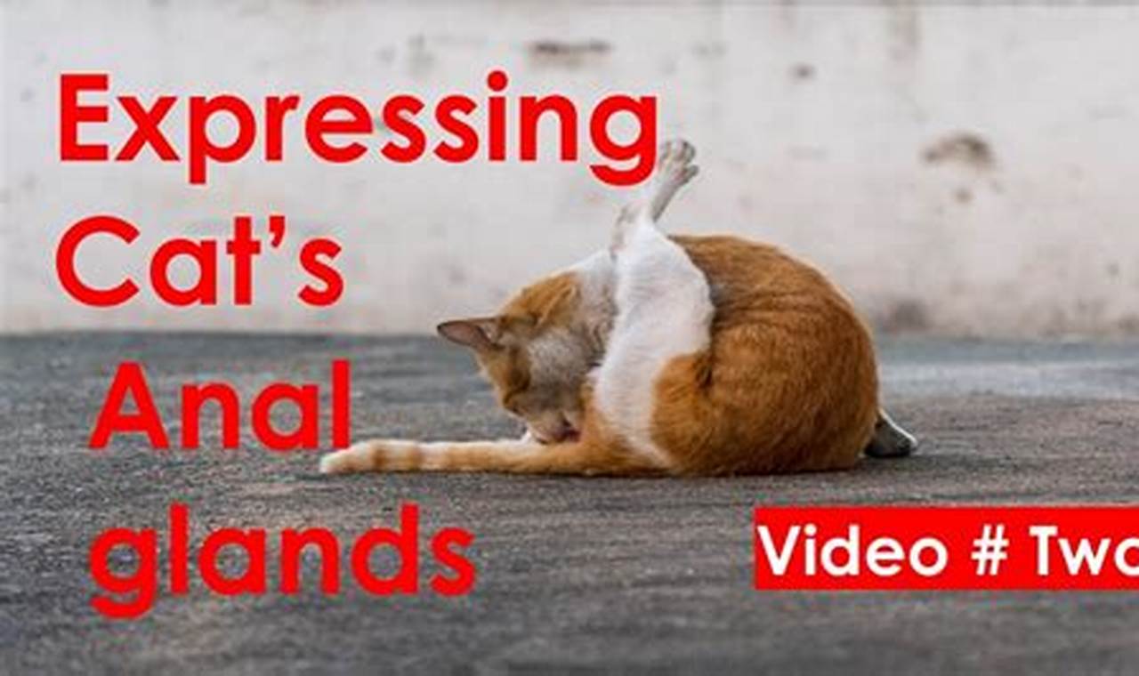 cat anal gland express