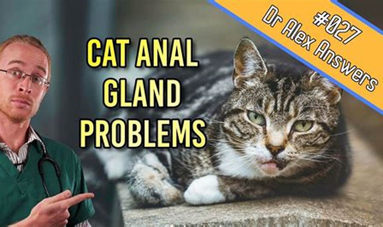 cat anal gland problems