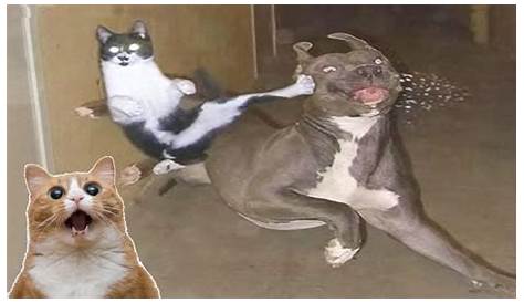 Cat Dog Fight Meme Generator - Imgflip