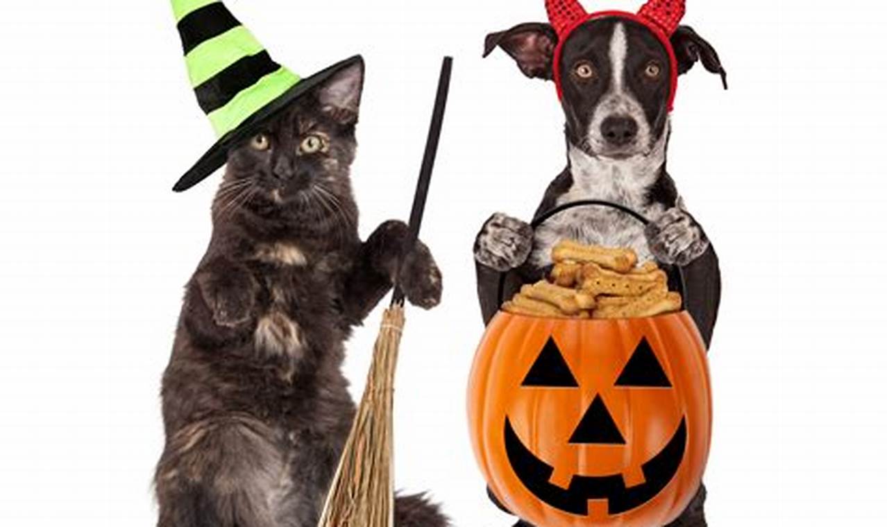 cat and dog halloween costumes