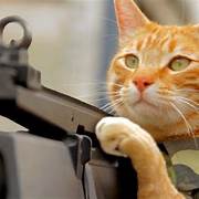 cat and gun