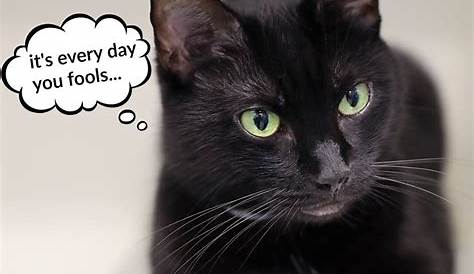 Black cat appreciation day | Black cat appreciation day, Black cat art