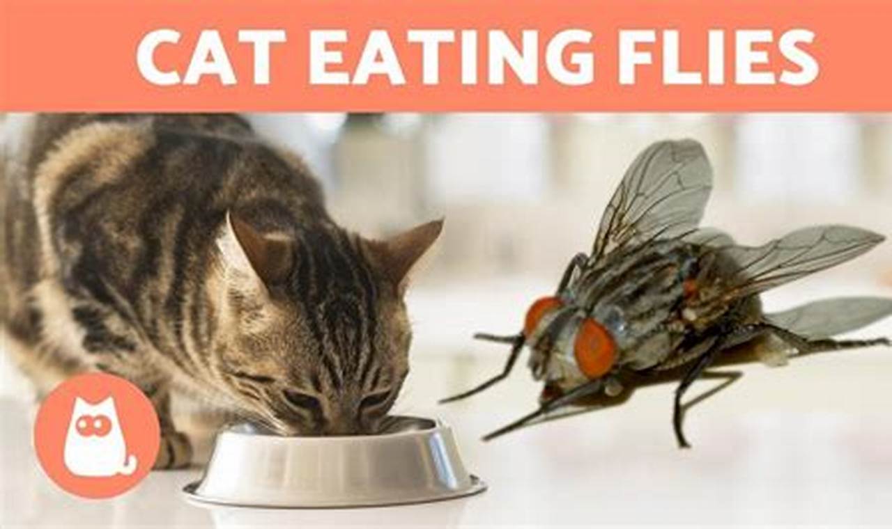 cat ate a fly