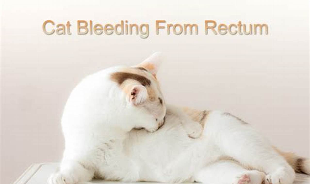 cat bleeding from rectum