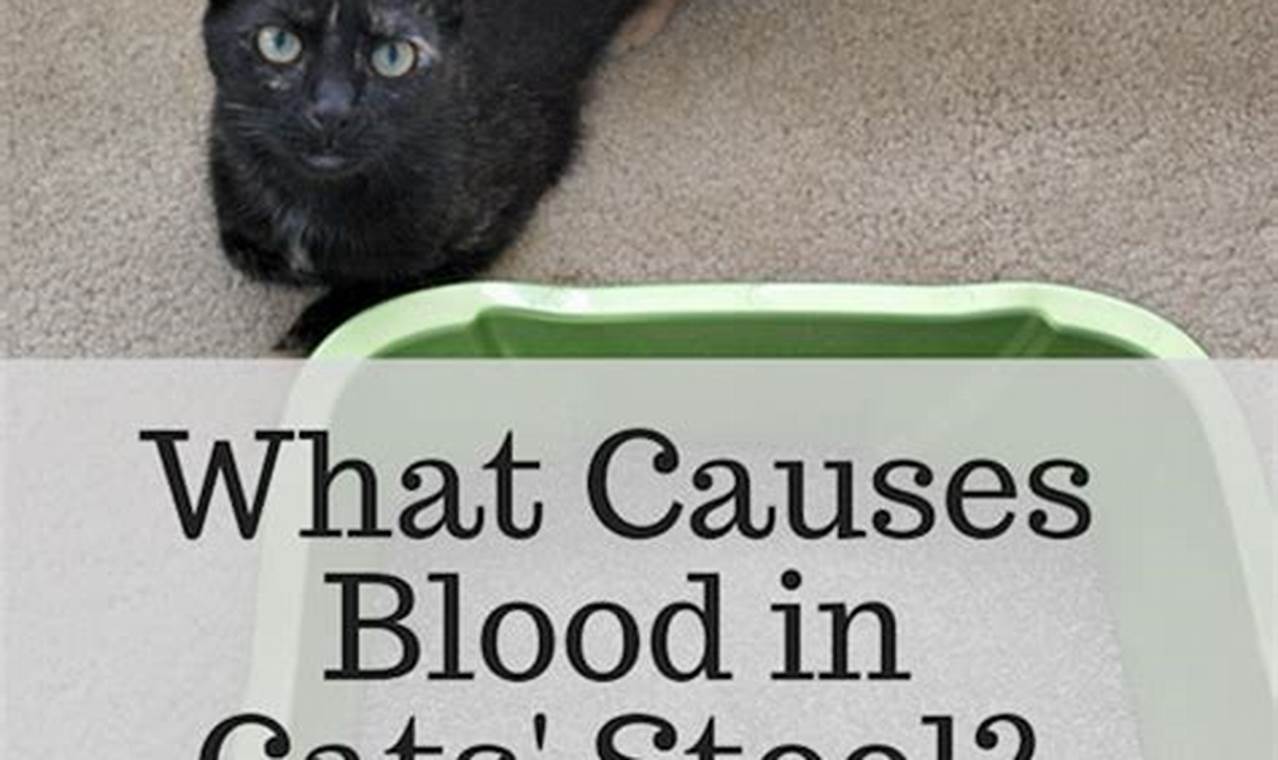 cat blood in poop