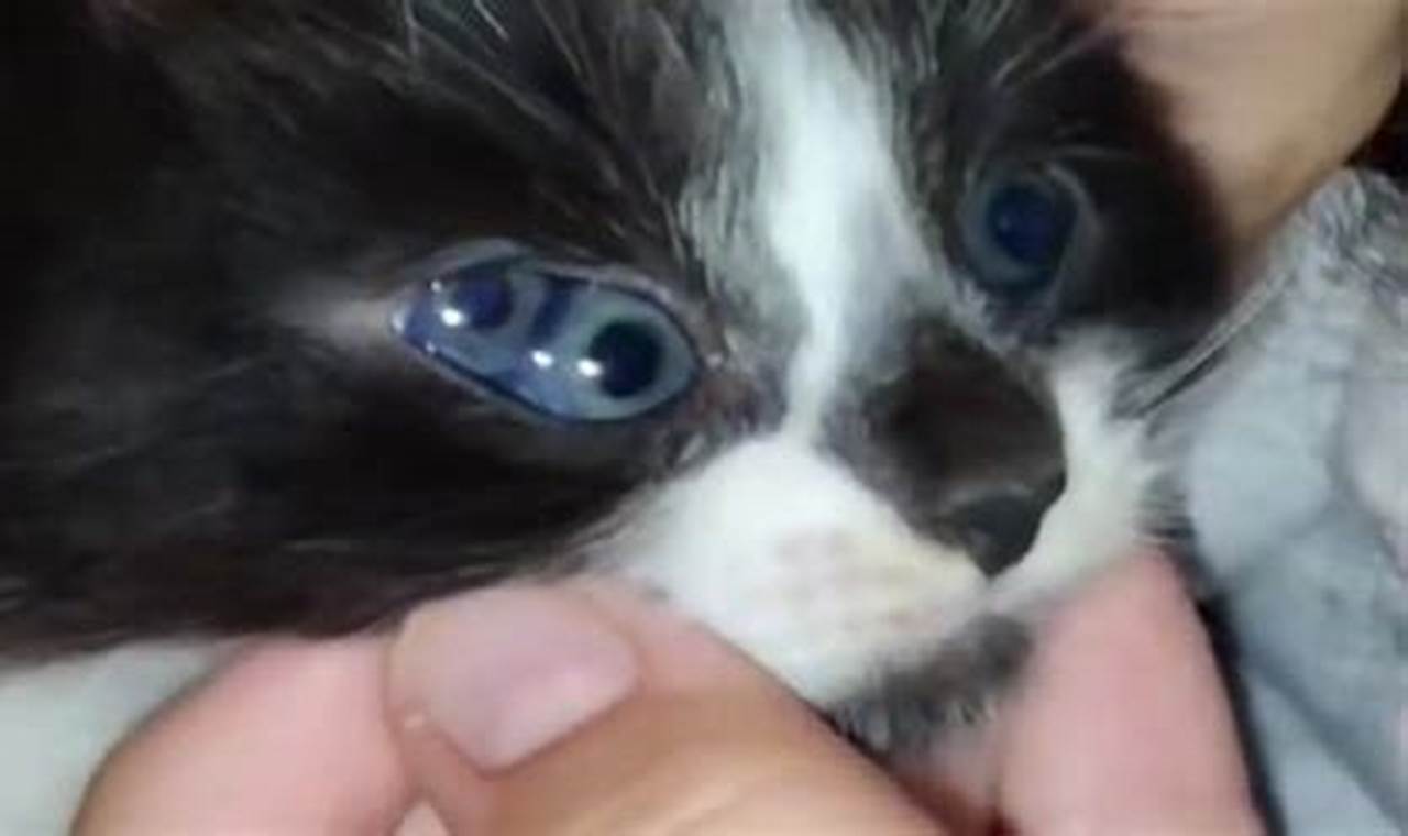 cat born with 3 eyes