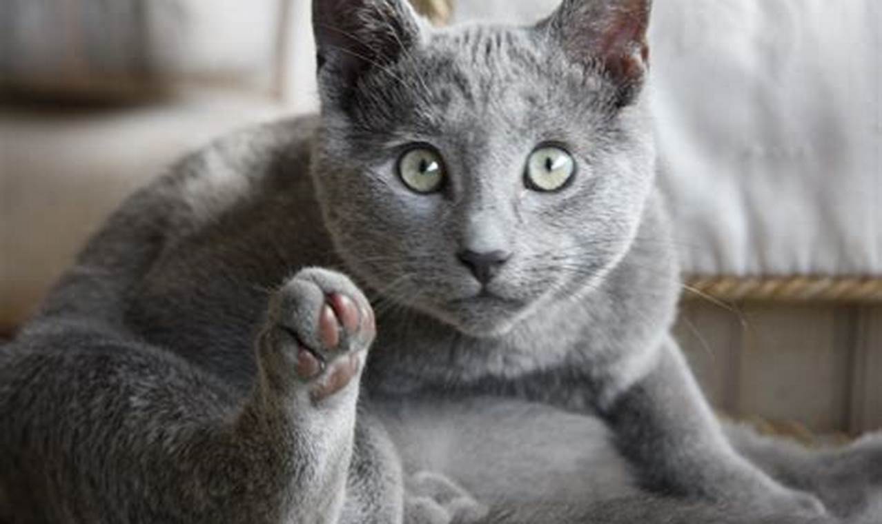 cat breed blue russian