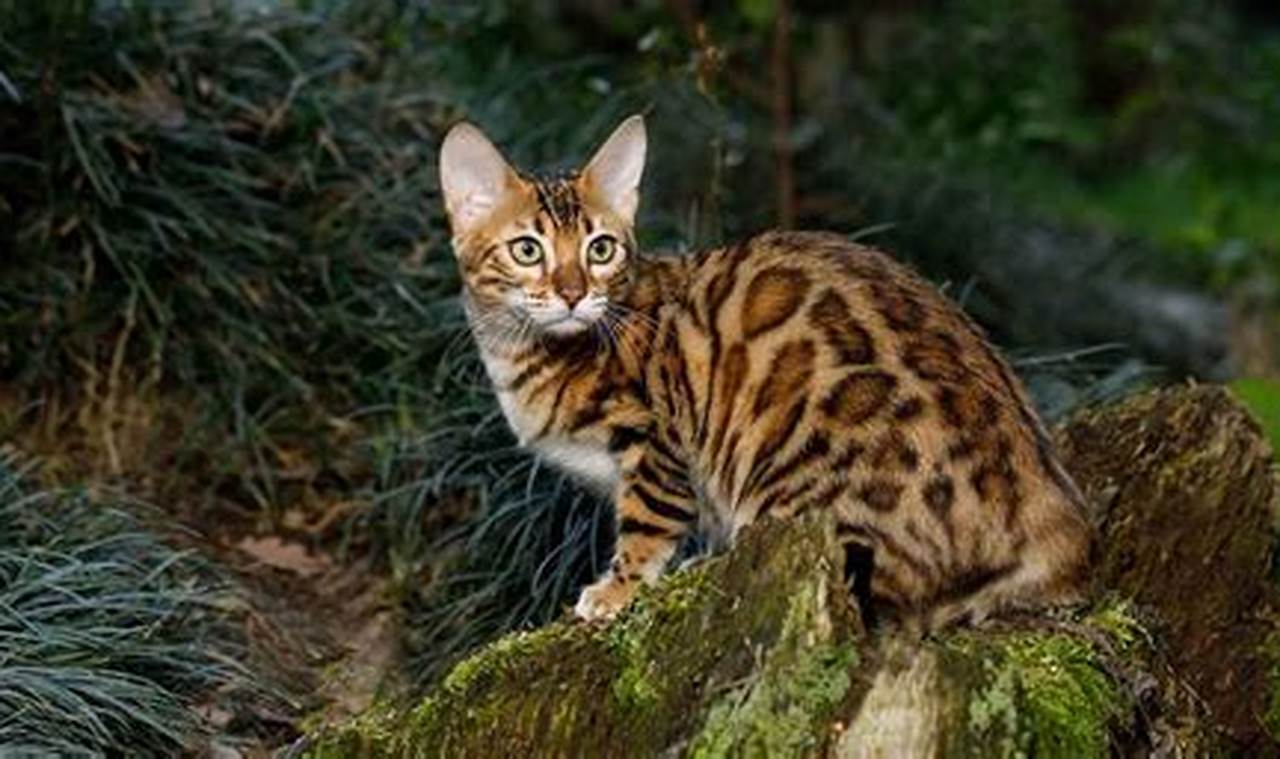 cat breed that looks like a leopard