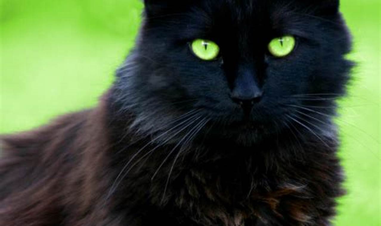 cat breeds green eyes