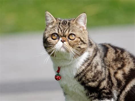 Cat Breeds With Flat Faces