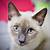 cat breeds with siamese coloring