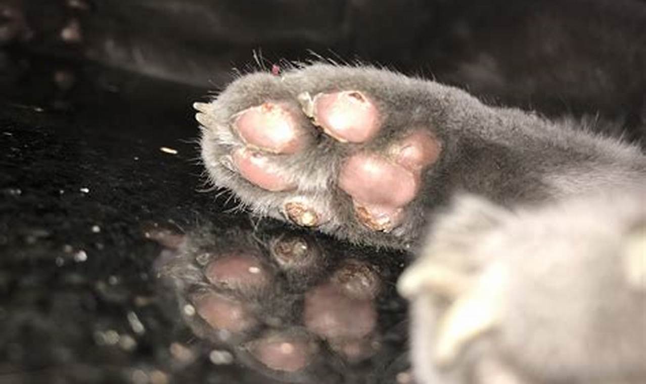 cat burned paw on stove