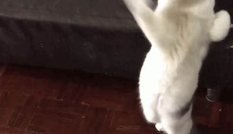 Cat Dance GIF - Cat Dance NoticeMe - Discover & Share GIFs
