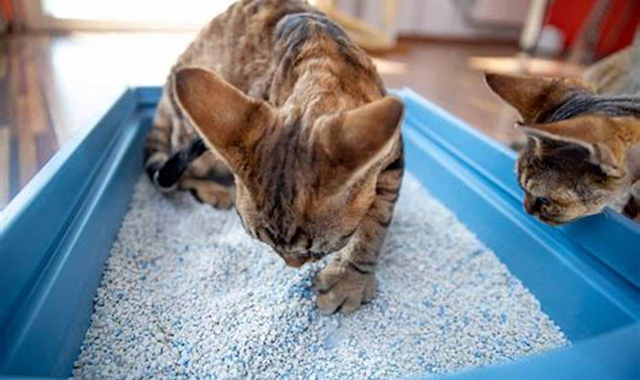 cat digging in litter box