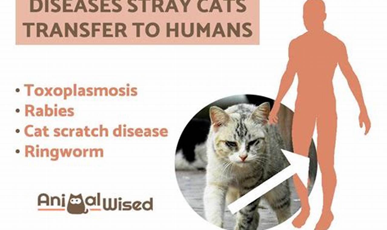 cat diseases to humans