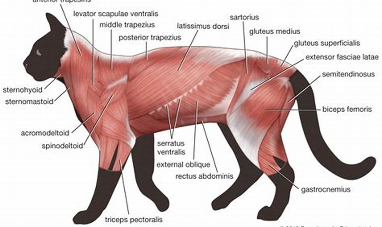 cat dissection muscles labeled