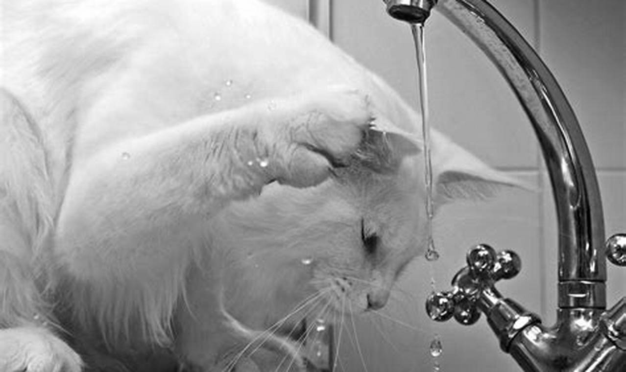 cat drinking water from paw